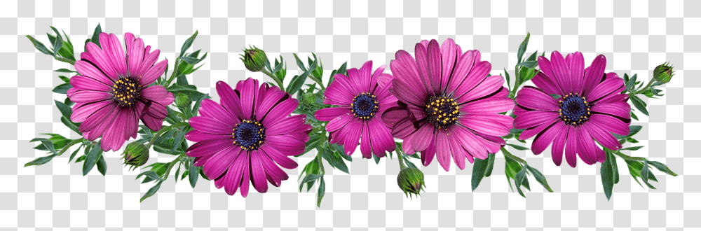 Flowers Daisies Arrangement Cut Out Greeting Message, Plant, Purple, Petal, Blossom Transparent Png