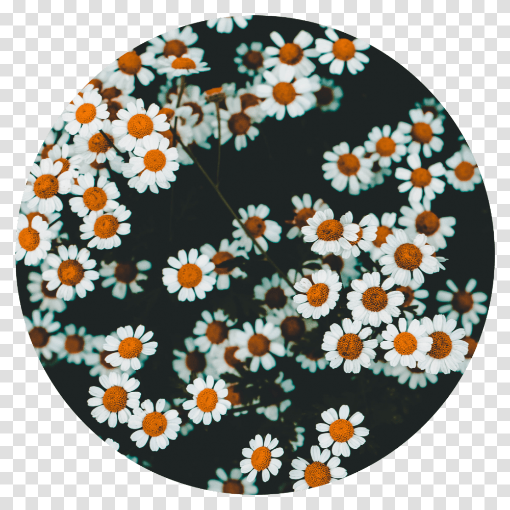 Flowers Daisy Circle White Green Orange Floral Design, Rug, Meal Transparent Png