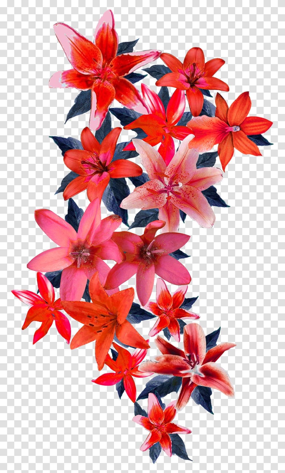 Flowers Designs In, Plant, Blossom, Lily, Amaryllis Transparent Png
