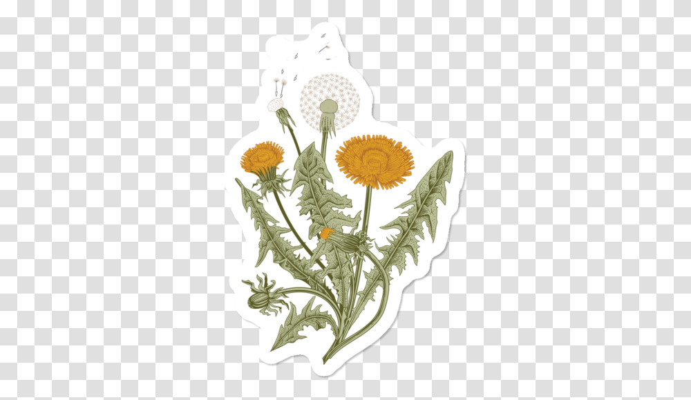 Flowers Extract, Plant, Blossom, Dandelion, Daisy Transparent Png