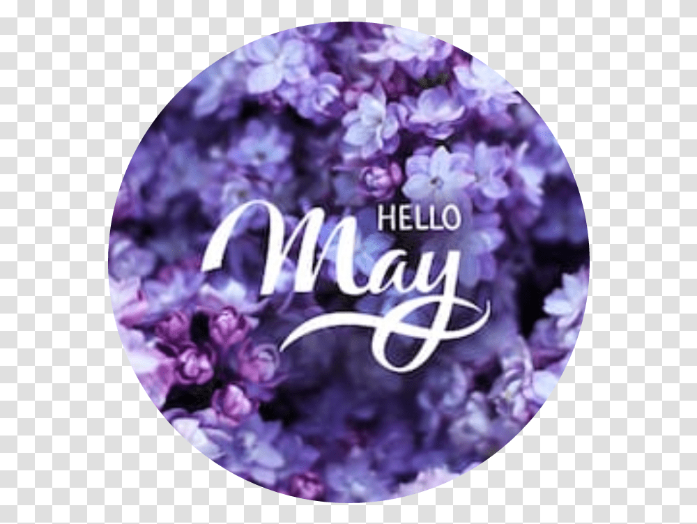 Flowers Flora Cool May Welcome Hello Purpel Hello May, Plant, Lilac, Blossom, Lavender Transparent Png