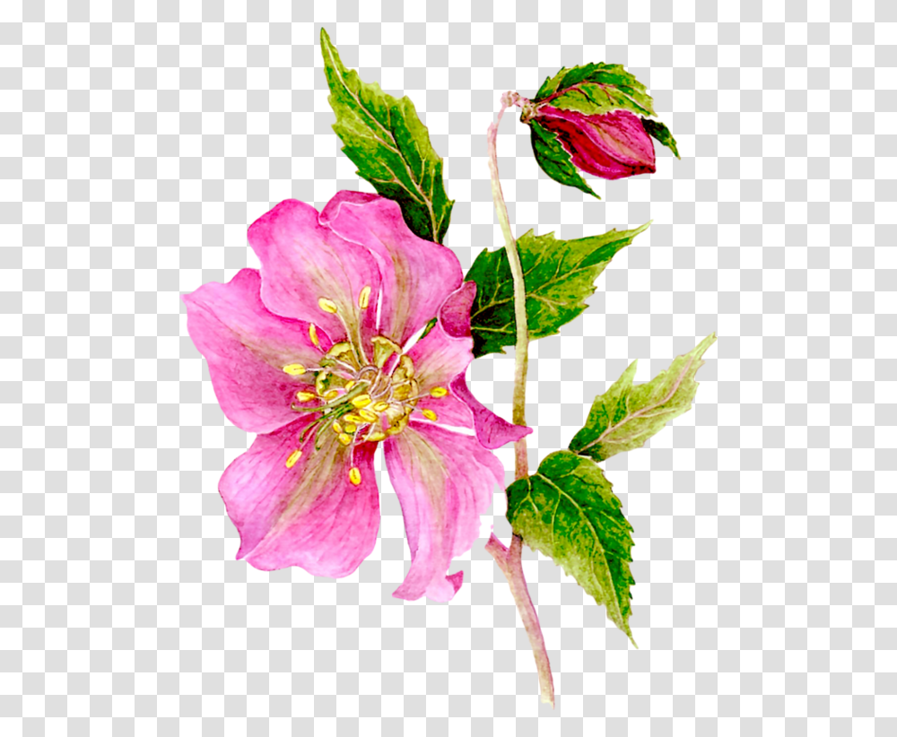 Flowers Floral Corner Plant Scrapbook Clip Art Rosa Glauca, Blossom, Acanthaceae, Petal, Geranium Transparent Png