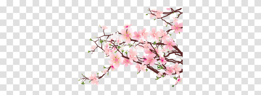 Flowers Floral Pink Cherryblossom Cherry Blossom, Plant, Petal Transparent Png