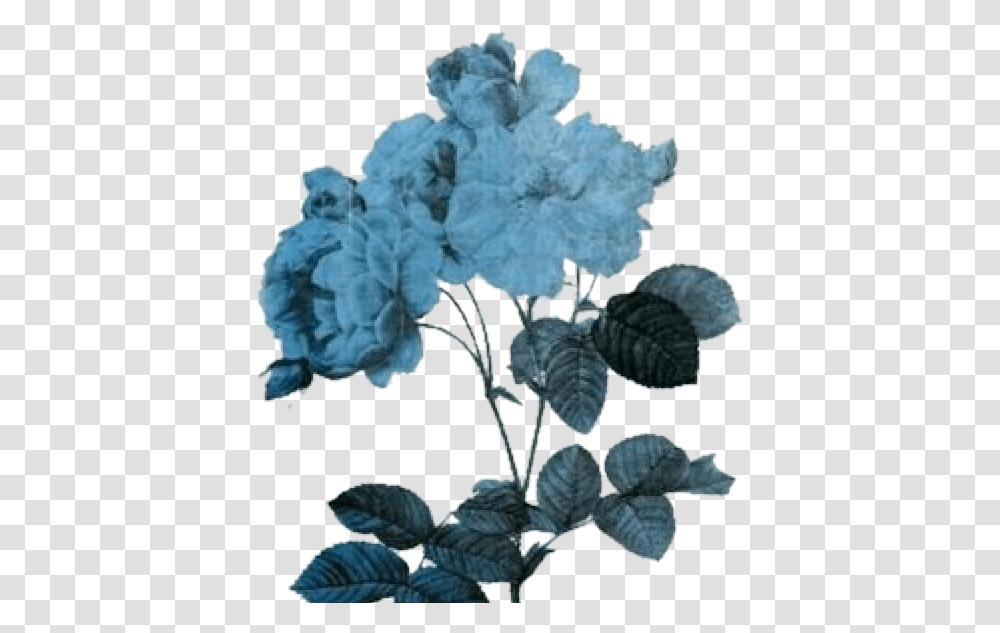 Flowers Flores Blue Azules Azul Blue Aesthetic, Plant, Leaf, Nature, Blossom Transparent Png