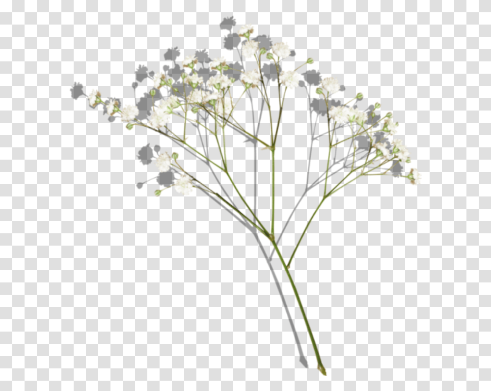 Flowers Flower Aesthetic Aestheticflower Aestheticflowers Yarrow, Plant, Apiaceae, Grass, Weed Transparent Png