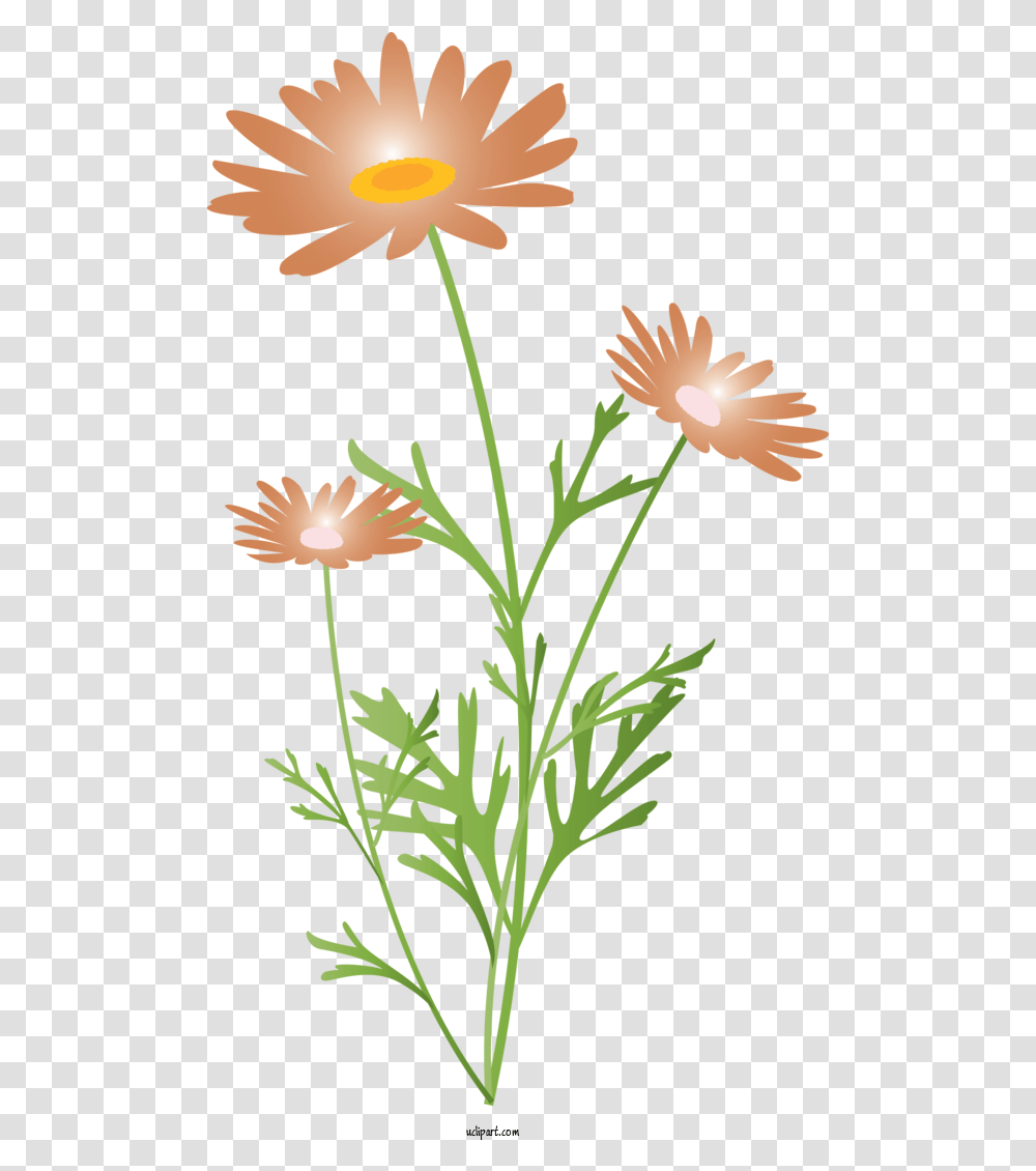 Flowers Flower Chamomile Plant For Lovely, Daisy, Asteraceae, Dahlia, Petal Transparent Png