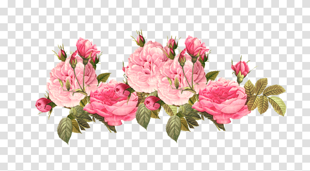 Flowers Flower Flor Flores Floral Roses Rose Pink Pink Flower, Plant, Blossom, Carnation, Geranium Transparent Png