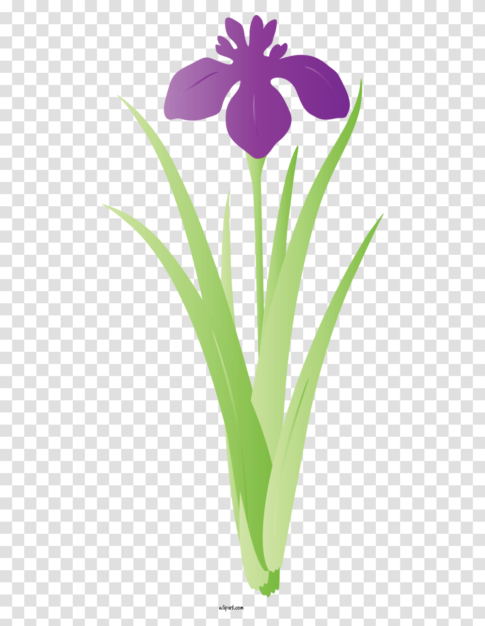 Flowers Flower Tulip Plant For Iris Iris Clipart Flowers Fresh, Produce, Food, Leek, Vegetable Transparent Png