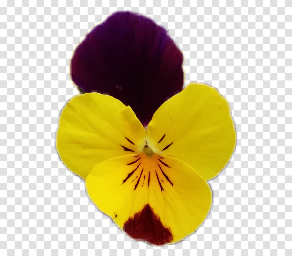 Flowers Flowerphotography Flower Pansy Viola Purpleandyellowflower Pansy, Plant, Blossom, Petal, Anther Transparent Png