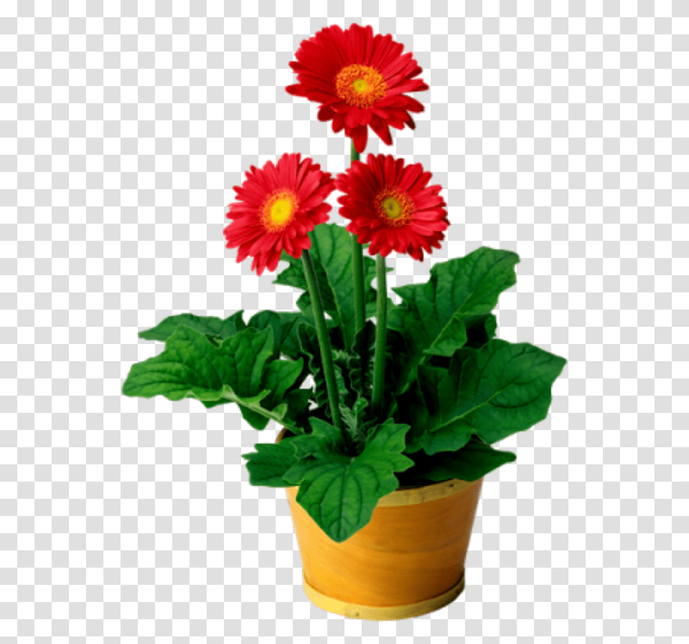 Flowers Flowerpot Doloresgouveia Go Math Lesson 1.2 6th Grade, Plant, Blossom, Daisy, Potted Plant Transparent Png