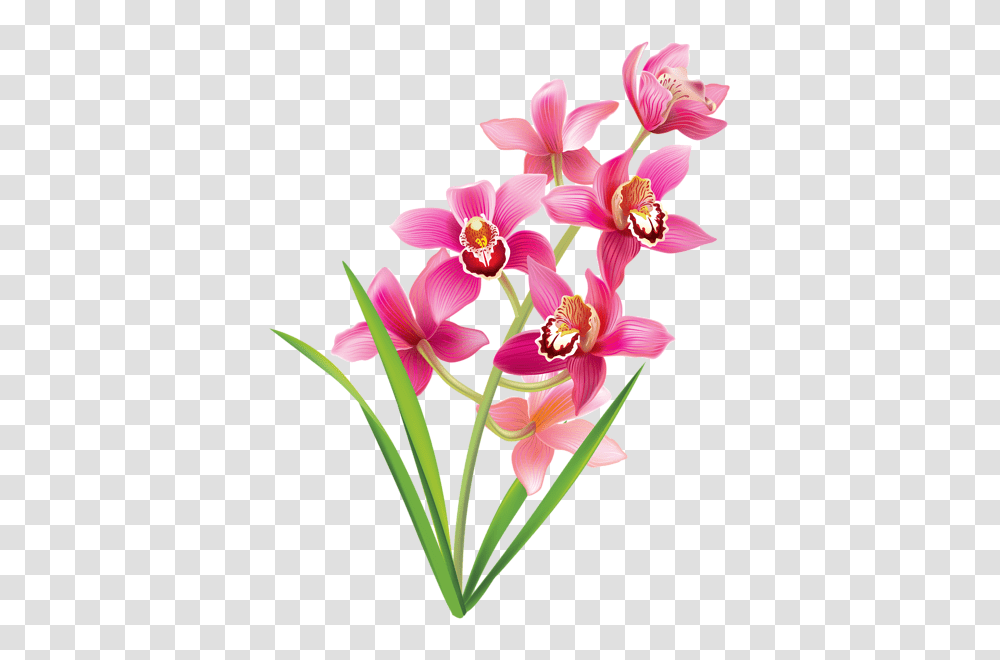 Flowers Flowers Orchids, Plant, Blossom, Flower Arrangement, Amaryllis Transparent Png