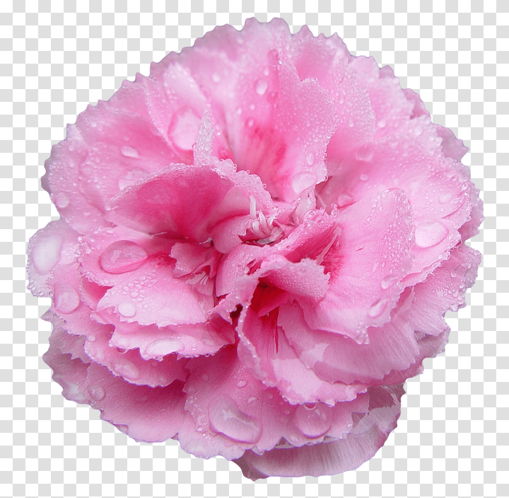 Flowers Flowers Pink Carnations Pink Carnation Background, Plant, Blossom, Rose Transparent Png