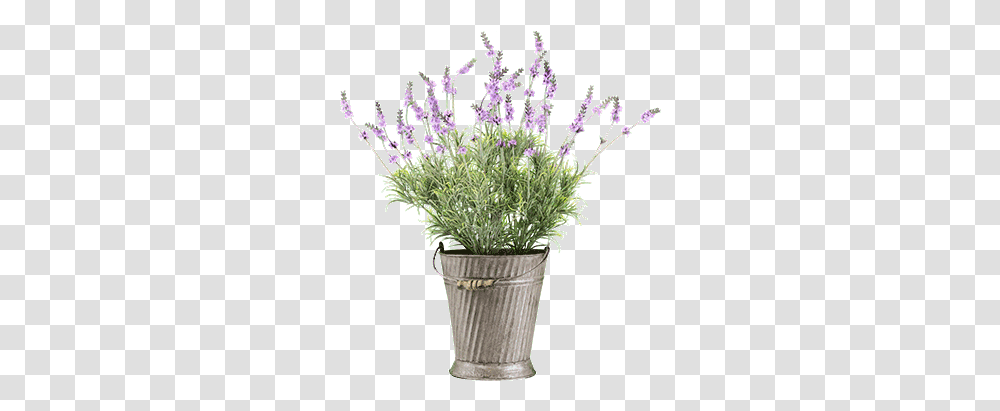 Flowers For Cemeteries Inc English Lavender, Plant, Blossom, Tree, Bucket Transparent Png