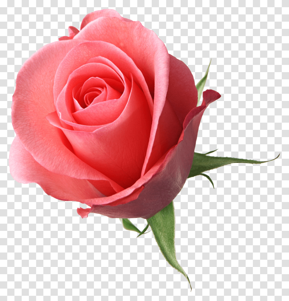 Flowers For Edits, Rose, Plant, Blossom Transparent Png