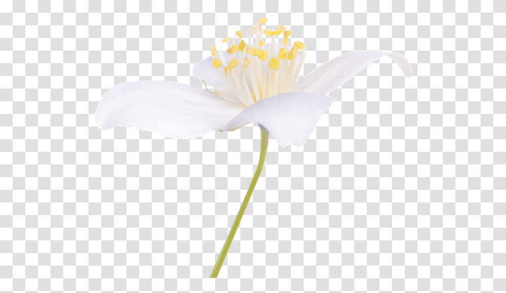 Flowers For Healing, Plant, Petal, Pollen, Anther Transparent Png