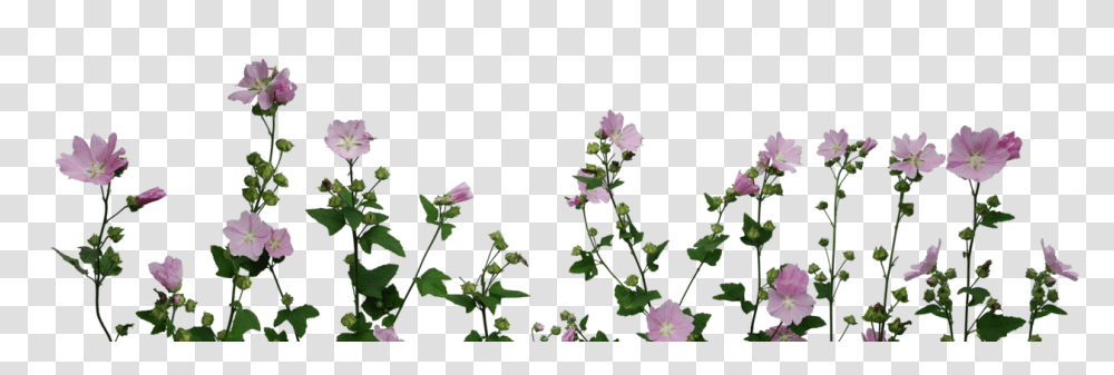 Flowers Format Flower Plants, Acanthaceae, Blossom, Geranium, Petal Transparent Png