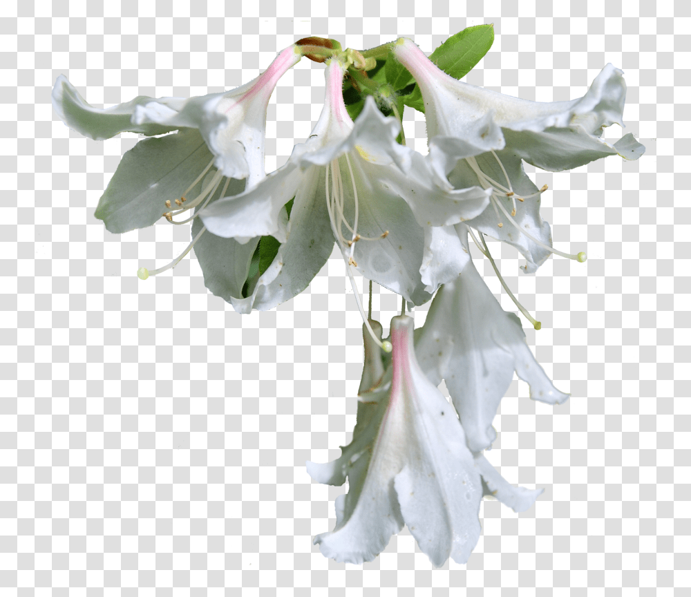Flowers Format Hoa Ly Trng, Plant, Pollen, Blossom, Amaryllidaceae Transparent Png