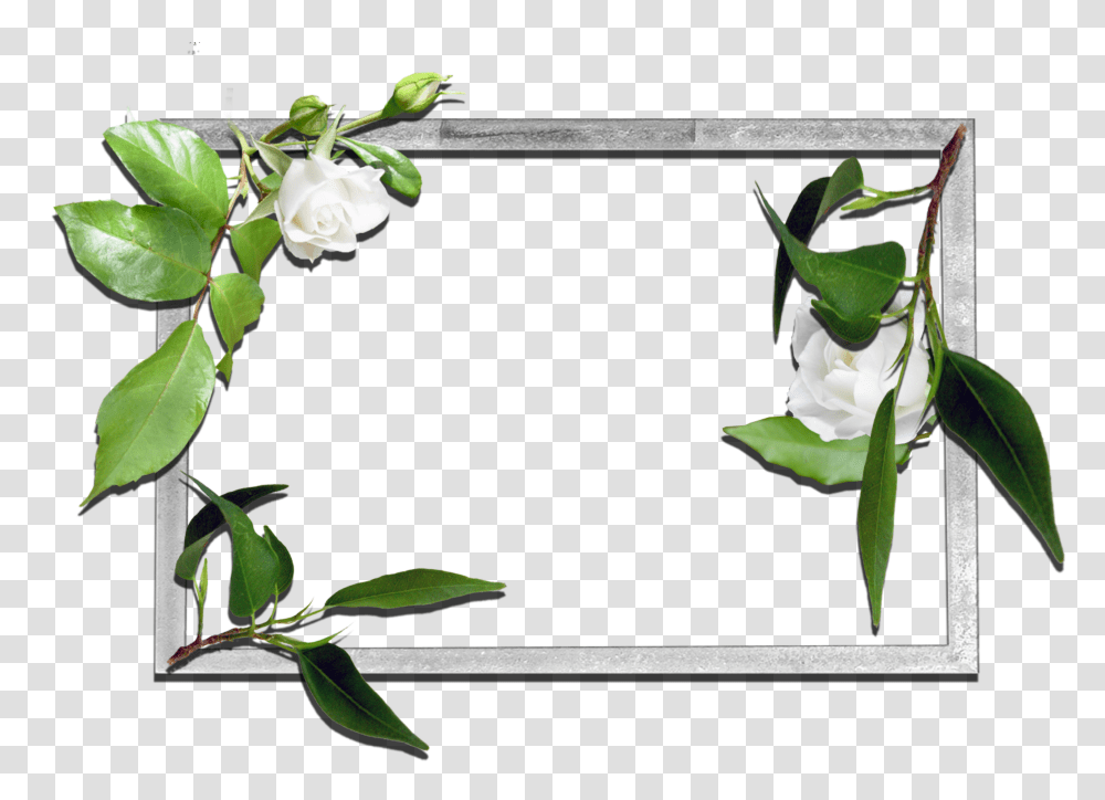 Flowers Frame, Plant, Petal, Rose, Leaf Transparent Png