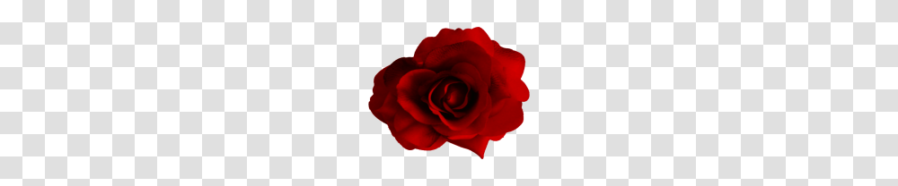 Flowers Free Images, Rose, Plant, Blossom, Petal Transparent Png