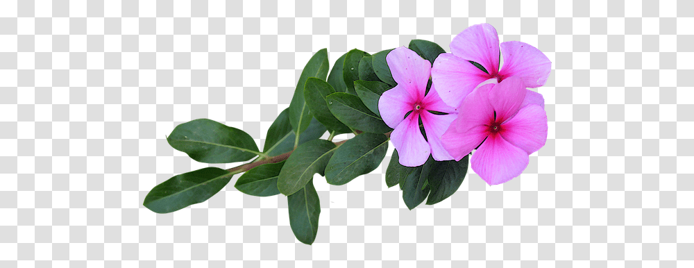 Flowers, Geranium, Plant, Blossom, Acanthaceae Transparent Png