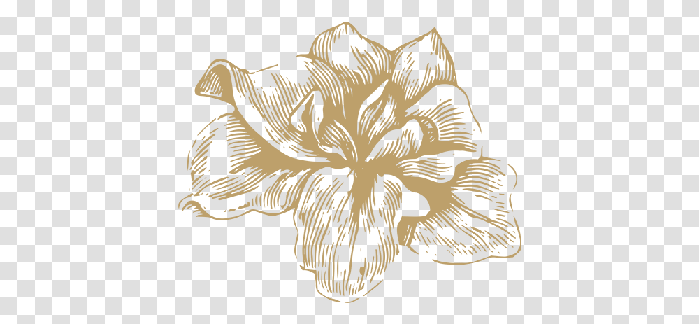 Flowers Gold 02 Hippeastrum, Plant, Hibiscus, Blossom, Stencil Transparent Png