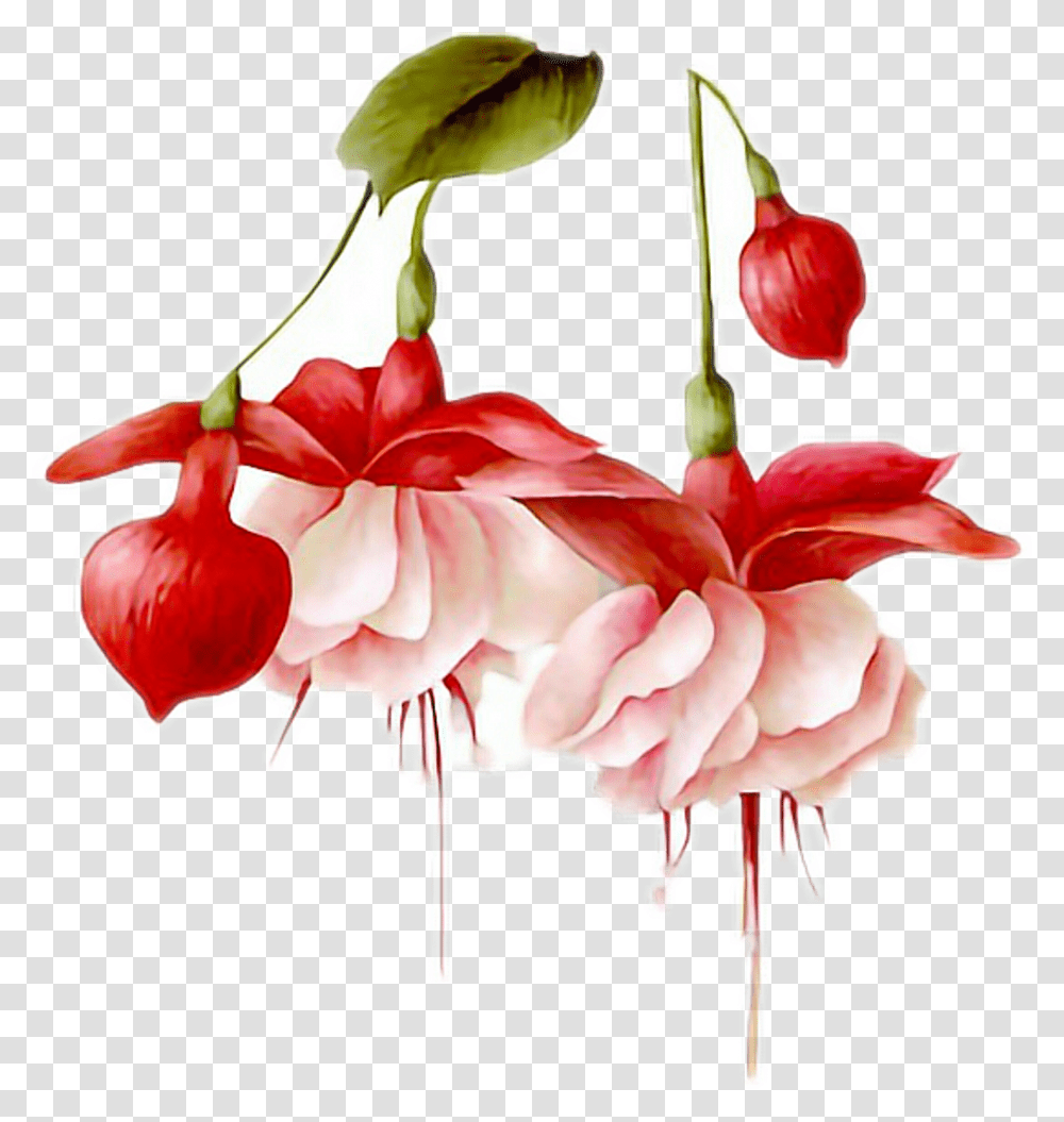 Flowers Hanging Pretty Pink Red Leaf Bulb Freetoedit Hummingbird Watercolor By A Flower, Plant, Blossom, Amaryllis, Flamingo Transparent Png