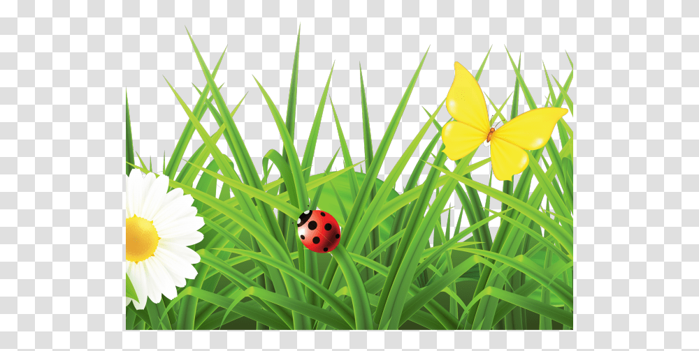 Flowers Hd Images, Plant, Blossom, Daffodil, Grass Transparent Png