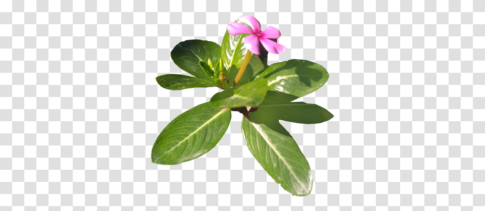 Flowers Heartpngcom, Leaf, Plant, Blossom, Geranium Transparent Png