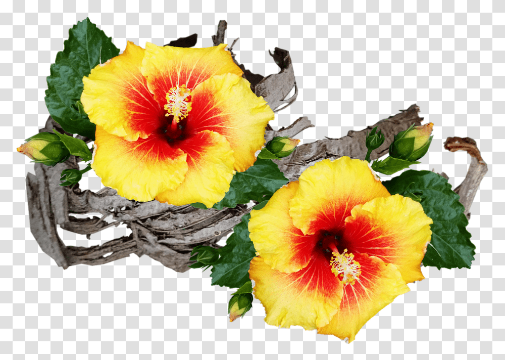 Flowers Hibiscus Tropical Free Image On Pixabay Chinese Hibiscus, Plant, Blossom, Pollen, Geranium Transparent Png