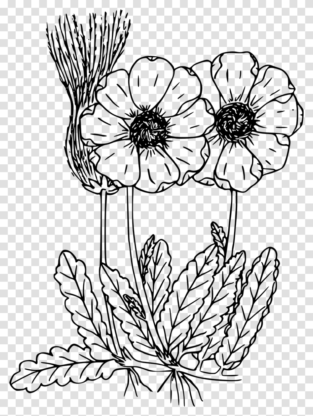 Flowers Illustration Wild Flower Drawing, Gray, World Of Warcraft Transparent Png