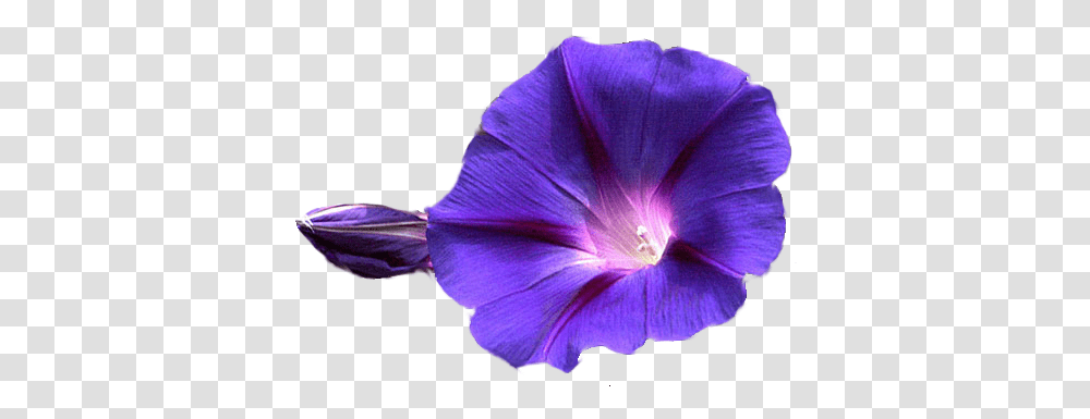Flowers Image Mart Morning Glory Flower, Purple, Geranium, Plant, Blossom Transparent Png