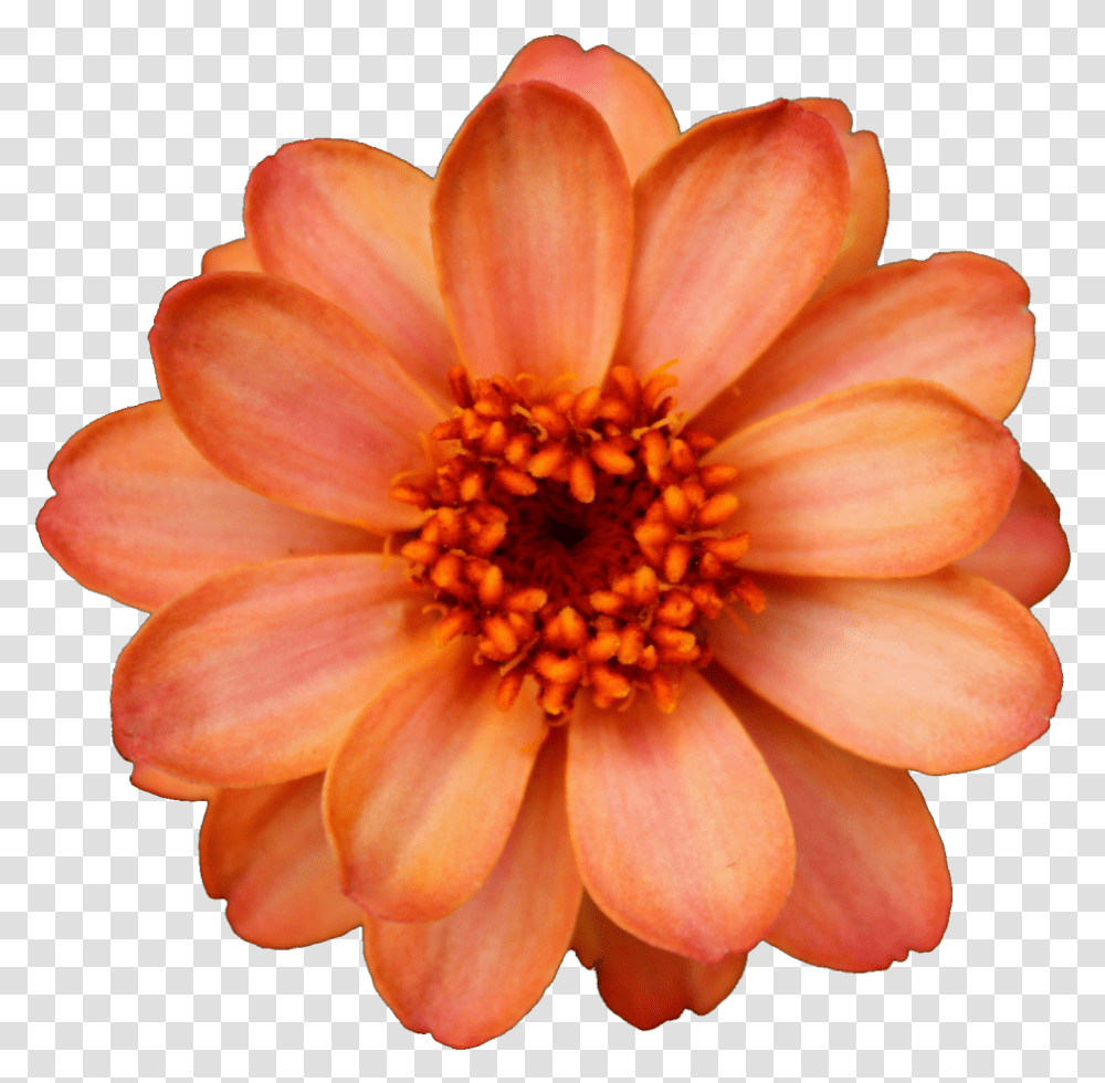 Flowers Image Real Flowers Background, Dahlia, Plant, Blossom, Daisy Transparent Png