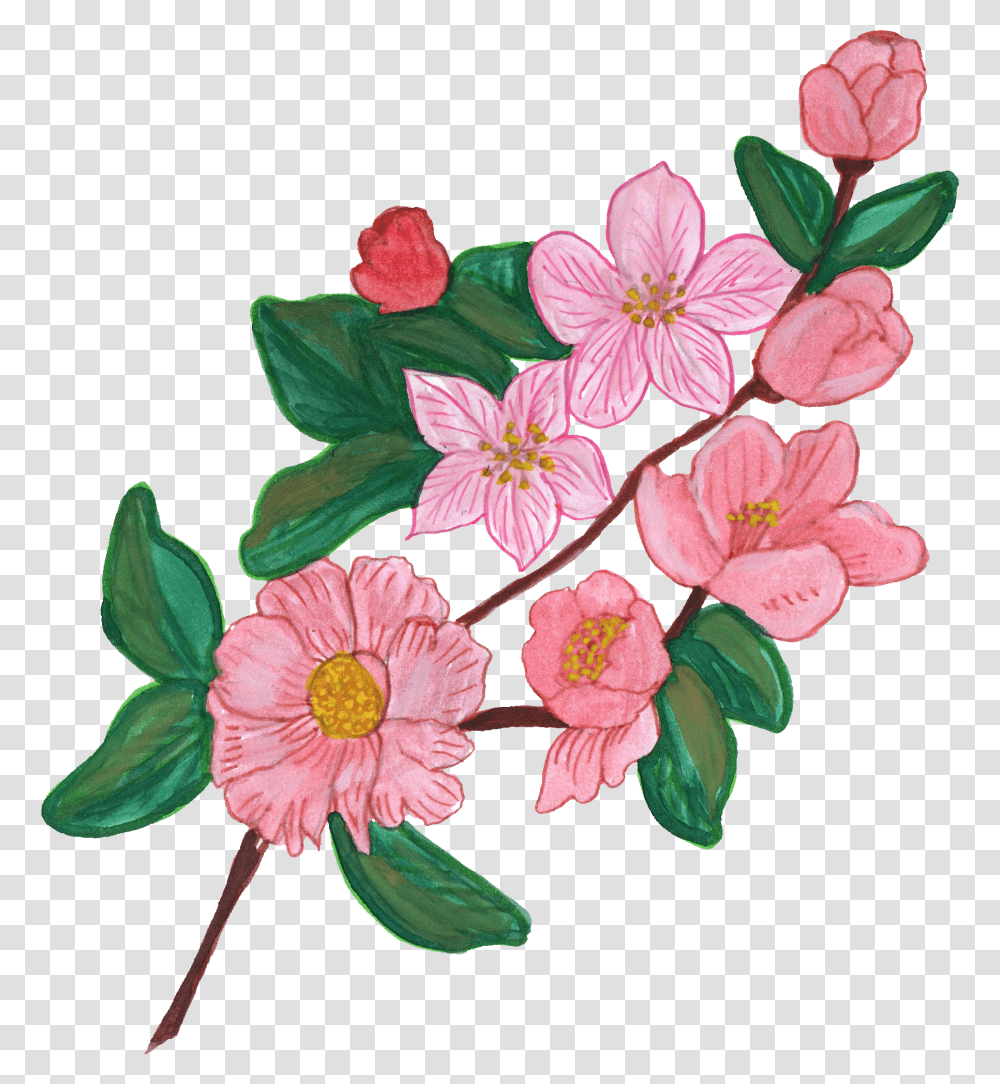 Flowers Images Painted, Plant, Anemone, Acanthaceae, Petal Transparent Png