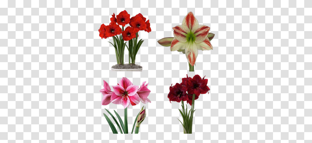 Flowers Images Stickpng Red Pearl Amaryllis, Plant, Blossom, Petal, Geranium Transparent Png