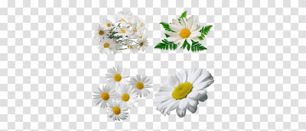 Flowers Images Stickpng White Yellow Flower, Plant, Daisy, Daisies, Blossom Transparent Png