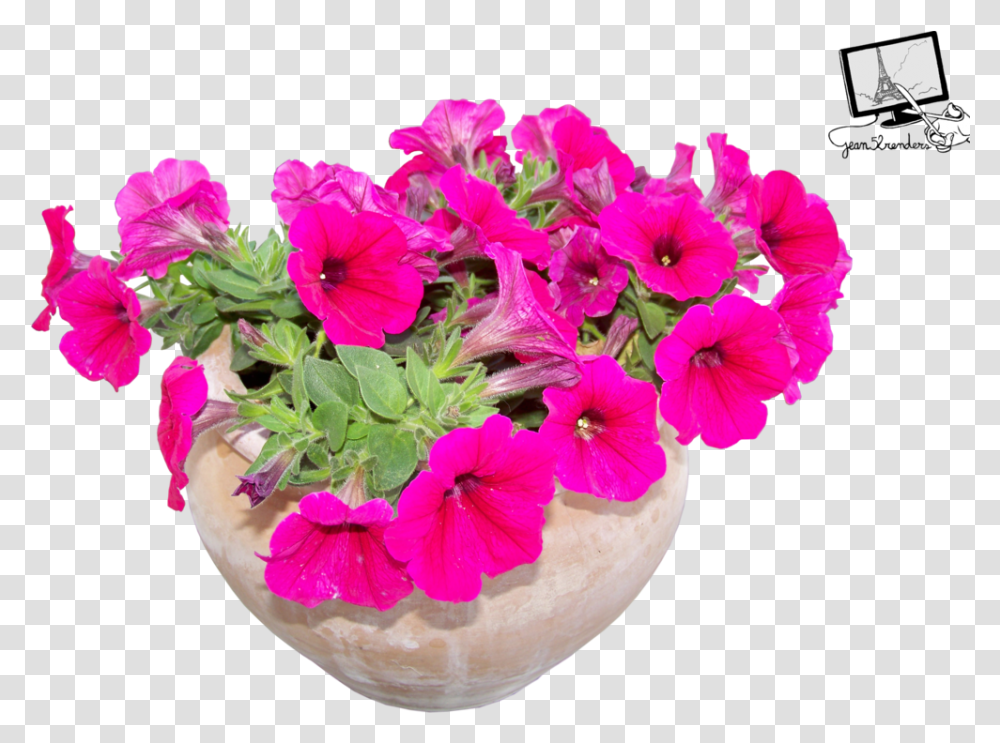 Flowers In Pots Flowerpot, Geranium, Plant, Blossom, Potted Plant Transparent Png