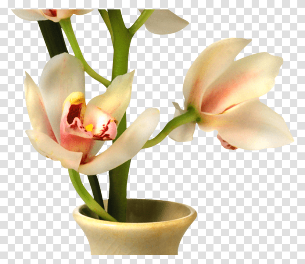 Flowers In Vase Library Huge Freebie Background Flowers Vase, Plant, Blossom, Jar, Pottery Transparent Png