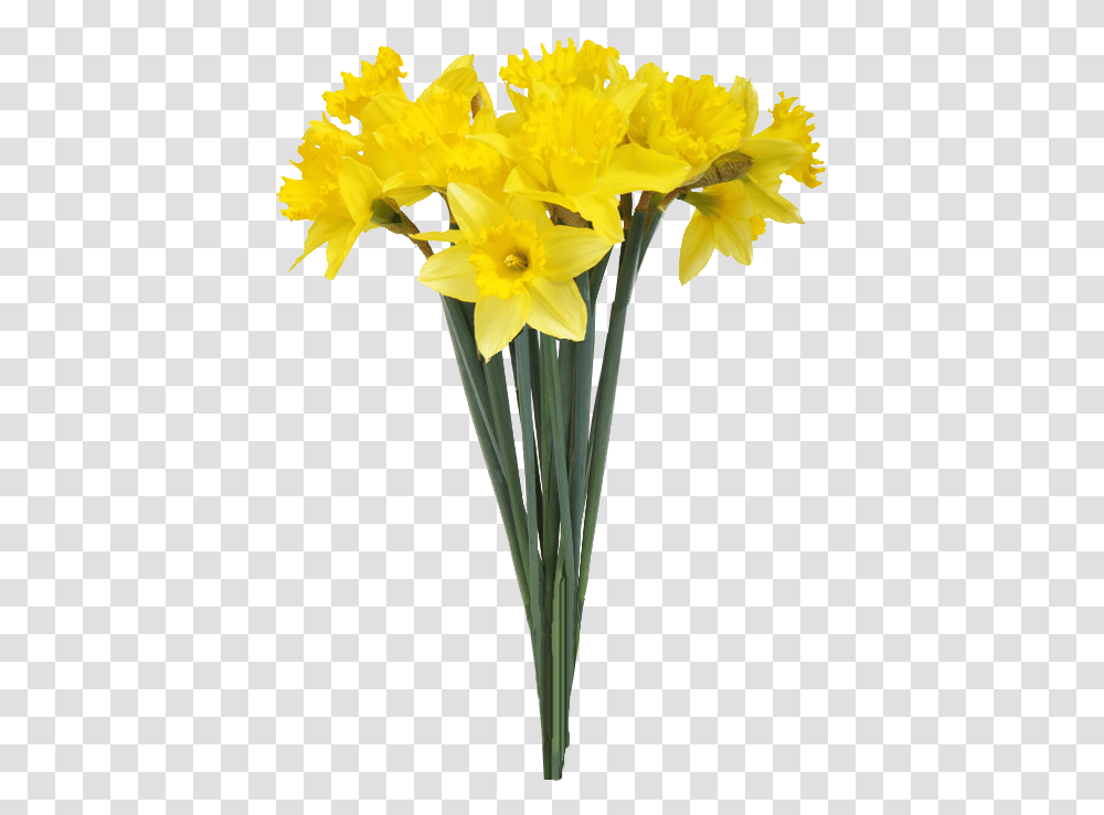 Flowers In Vase On White Background, Plant, Blossom, Daffodil Transparent Png
