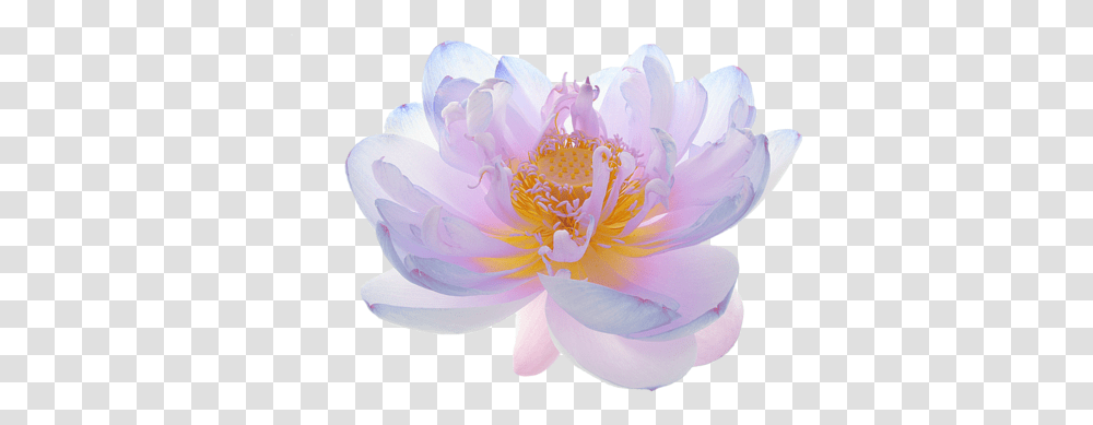 Flowers Indian Lotus Also Nelumbo Nucifera Background Translucent Background Lotus Flower, Plant, Peony, Blossom, Anther Transparent Png