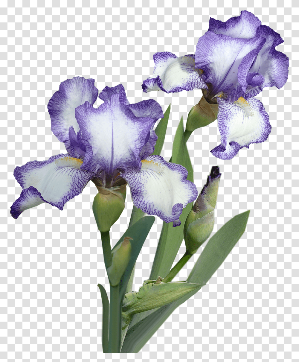 Flowers Iris Plant Flower, Blossom, Petal, Anther, Geranium Transparent Png