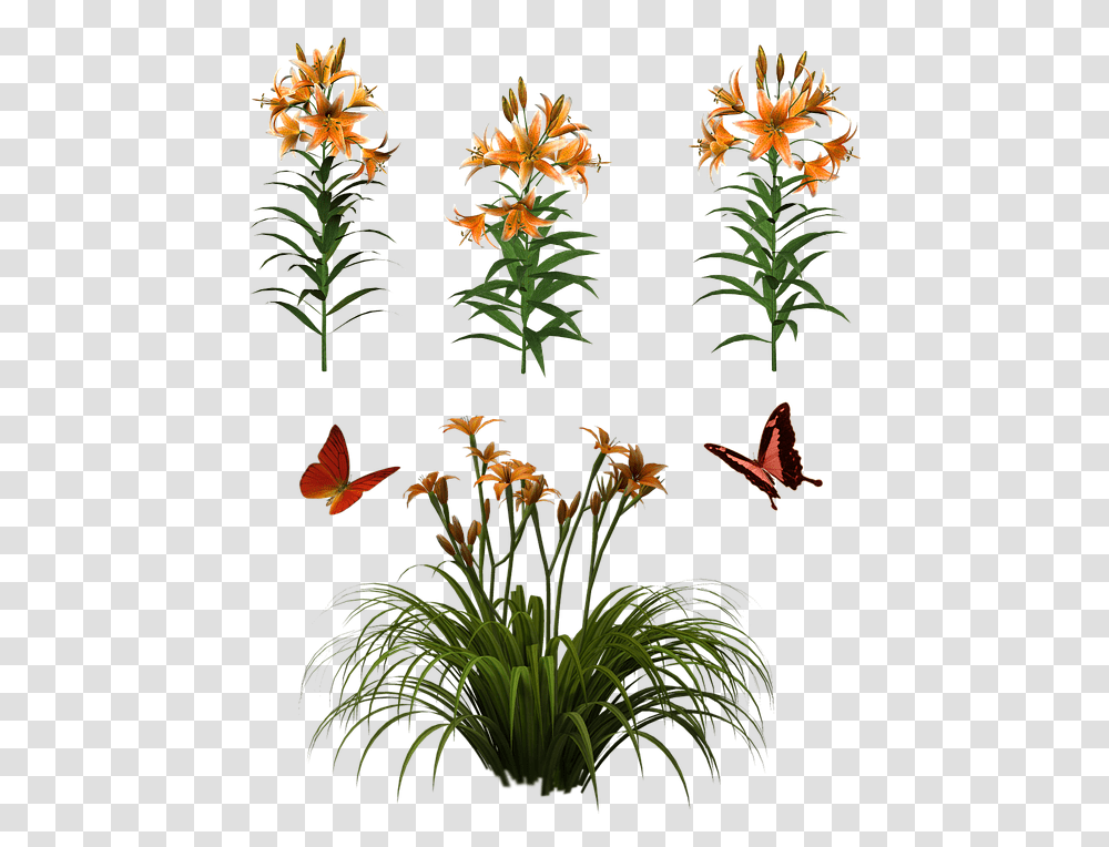 Flowers Isolated Butterfly Plant Tiger Lily Daylily, Acanthaceae, Flower Arrangement, Asteraceae, Vase Transparent Png