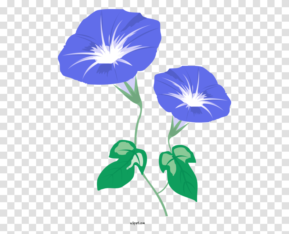 Flowers Japanese Morning Glory Petal Mochi For Lovely, Geranium, Plant, Blossom, Flax Transparent Png