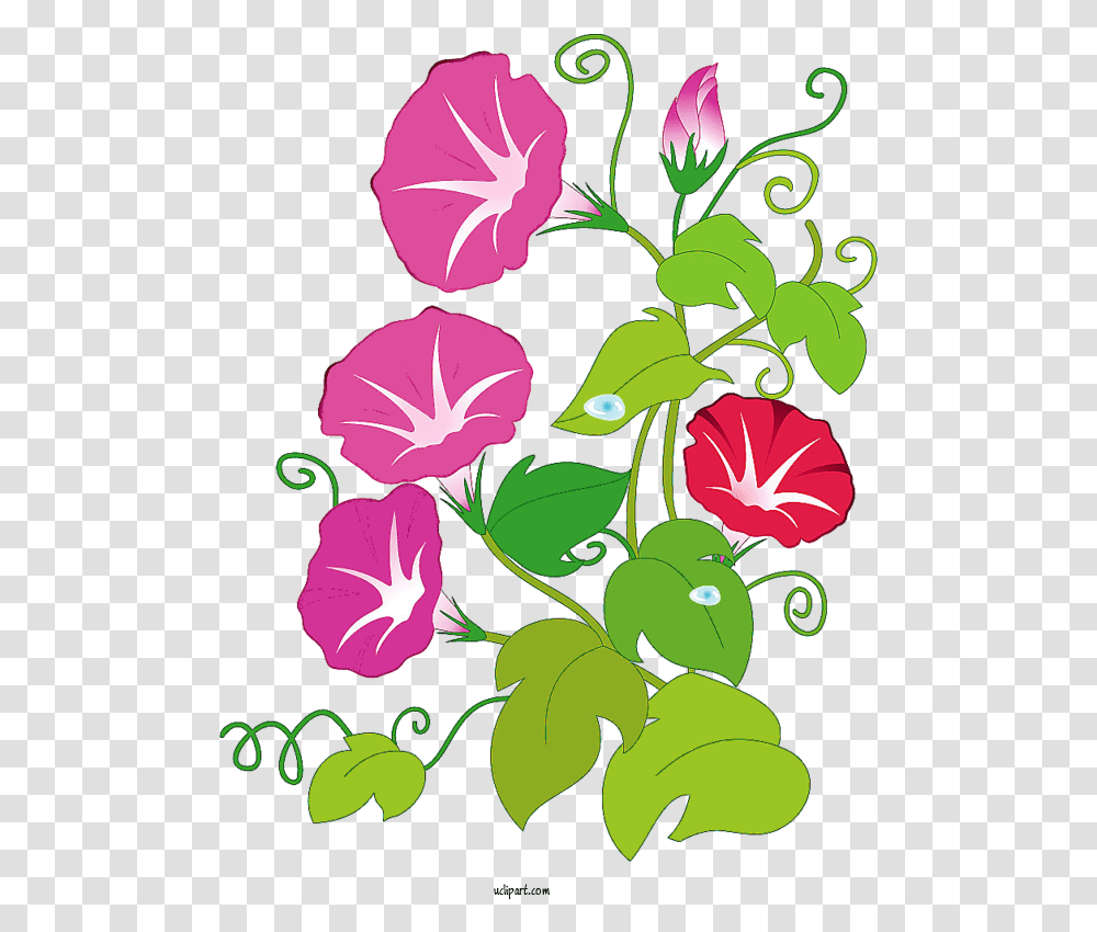 Flowers Japanese Morning Glory Tropical White Flower, Plant, Blossom, Hibiscus, Graphics Transparent Png