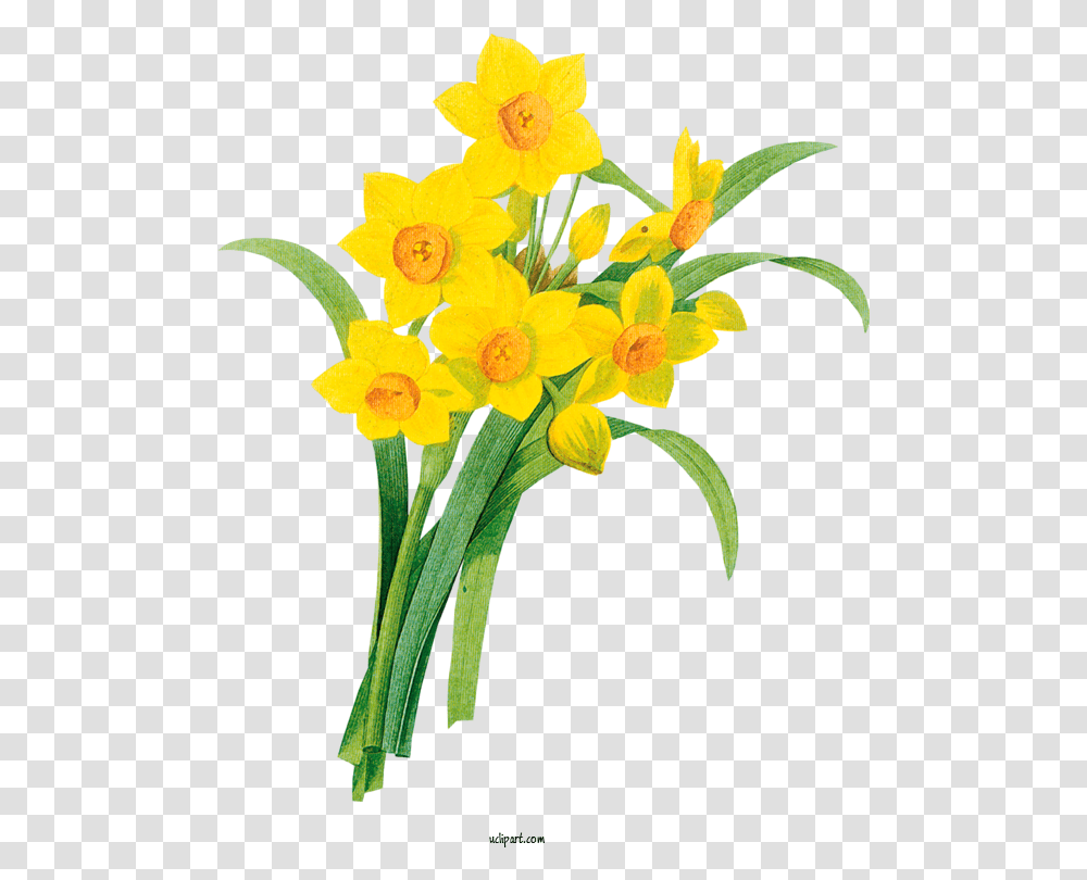 Flowers Line Art Drawing Wild Daffodil For Flower Clipart Narcissus Botanical Illustration, Plant, Blossom, Amaryllidaceae Transparent Png