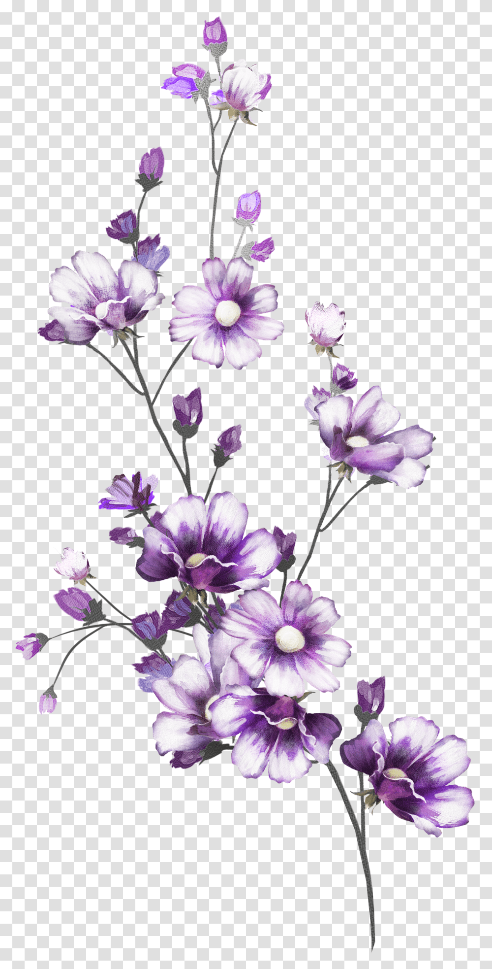 Flowers Line Art, Plant, Blossom, Geranium, Acanthaceae Transparent Png