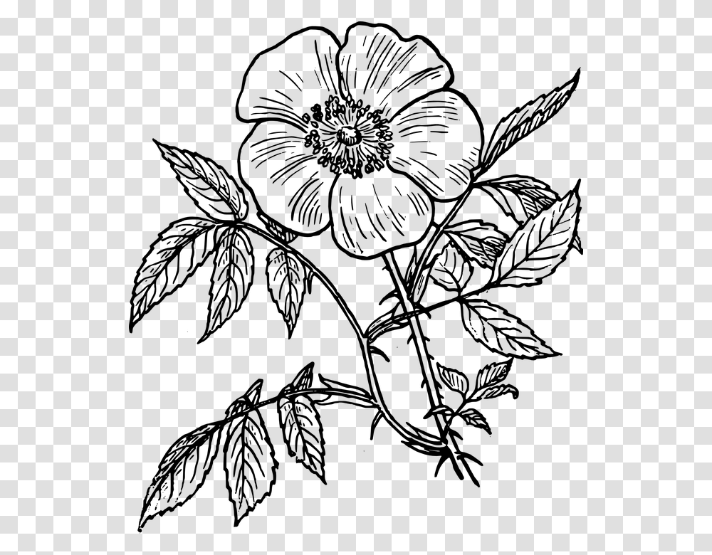 Flowers Line Drawing Flower Line Drawing, Gray, World Of Warcraft Transparent Png