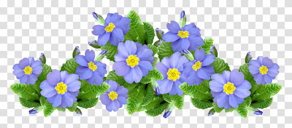 Flowers Mauve Plants Free Photo On Pixabay Primrose, Anemone, Geranium, Petal, Vase Transparent Png