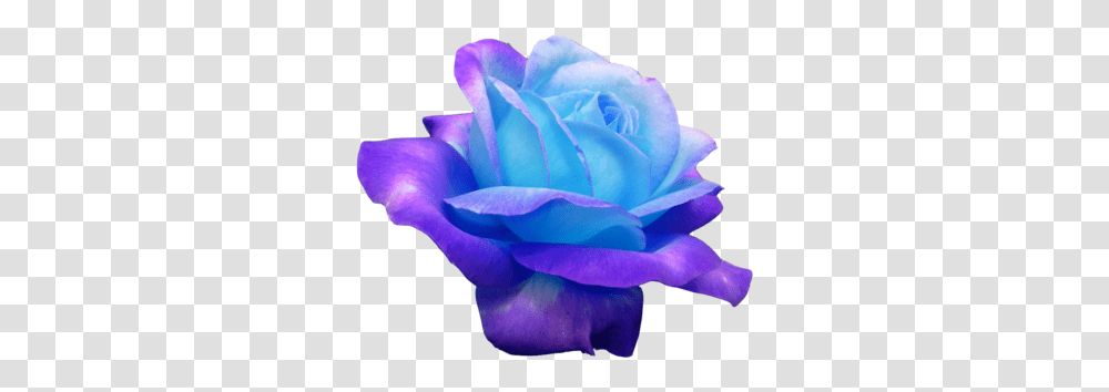 Flowers Morphua Ok Heres Another One I Wanted Beautiful Flowers Flowers, Rose, Plant, Blossom, Petal Transparent Png