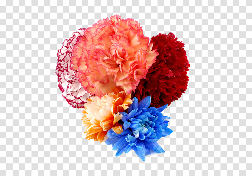 Flowers, Nature, Plant, Carnation, Blossom Transparent Png