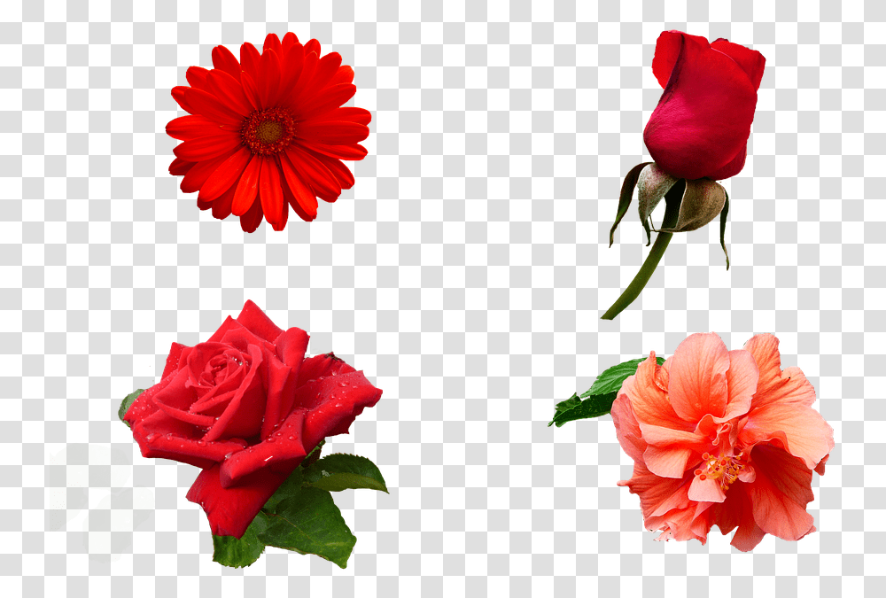 Flowers Nature Smell Color Garden Plants Spring, Blossom, Rose, Petal, Carnation Transparent Png